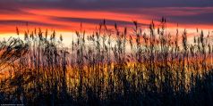 * Gräser im roten Sonnenuntergang * Sonnenuntergang in La Albufera in Spanien in der Nähe von Valencia.