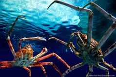 Engarde , Seespinnen