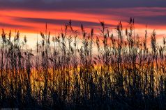 * Gräser im roten Sonnenuntergang 2 * Sonnenuntergang in La Albufera in Spanien in der Nähe von Valencia.