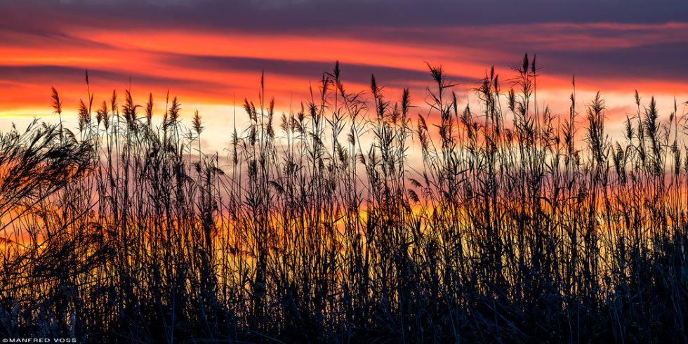 * Gräser im roten Sonnenuntergang * Sonnenuntergang in La Albufera in Spanien in der Nähe von Valencia.