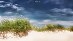 Strand mit Dünen, Strandhafer und Dünengras auf der Insel Hiddensee in Mecklenburg Vorpommern /Deutschland