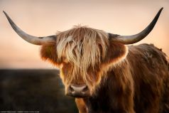 * Hochlandrind 2 * Ein typisches schottisches Rind / Hochlandrind im Sonnenuntergang.