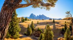 * Seiseralm mit alter Kiefer * Blick auf die sonnige Seiseralm in Italien in Südtirol im Herbst.