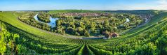 * Mainschleife Volkach * Weinreben an der Mainschleife bei der Stadt Volkach im Weinanbaugebiet Franken.