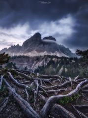 Wald und Bäume mit starken Wurzeln in den Dolomiten / Italien