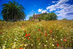 Summer Fields , Mallorca, Manfred Voss , Fine Art Photography