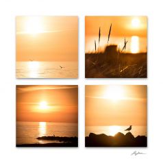 Selections , Amber 1