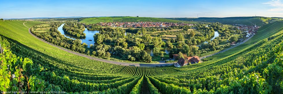 * Mainschleife Volkach * Weinreben an der Mainschleife bei der Stadt Volkach im Weinanbaugebiet Franken.