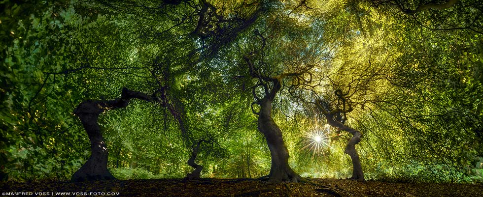 Hexenwald. Mystischer Wald auf der Insel Rügen in Mecklenburg Vorpommern im Sonnenlicht.