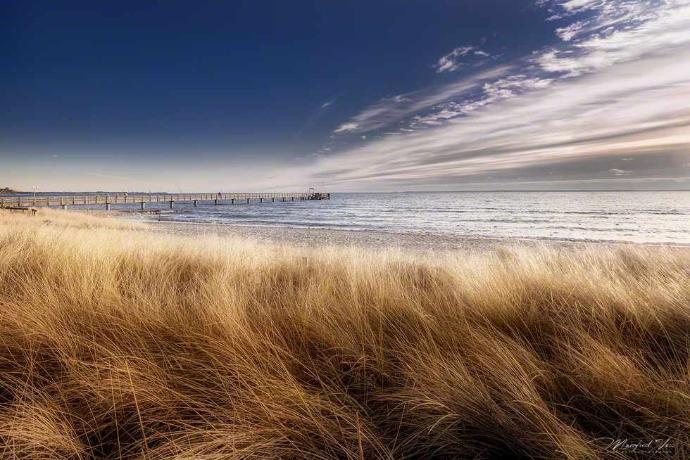 Standhafer / Dünen-Gras in Haffkrug / Scharbeutz / Deutschland