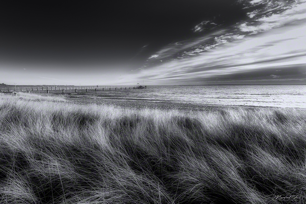 Standhafer / Dünen-Gras in Haffkrug / Scharbeutz / Deutschland
