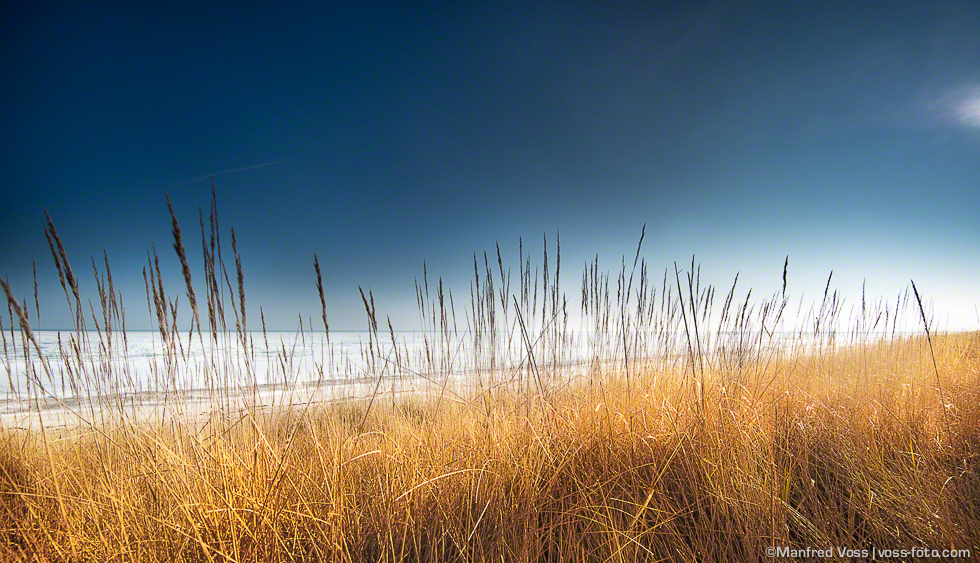 Dünengras, Scharbeutz / Deutschland