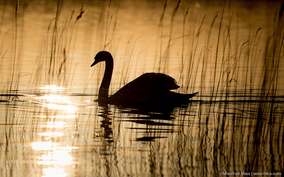 Swan Lake , Poenitz am See / Deutschland
