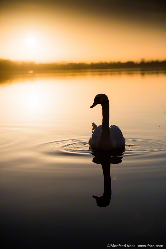 Swan Lake 2 , Poenitz am See / Deutschland