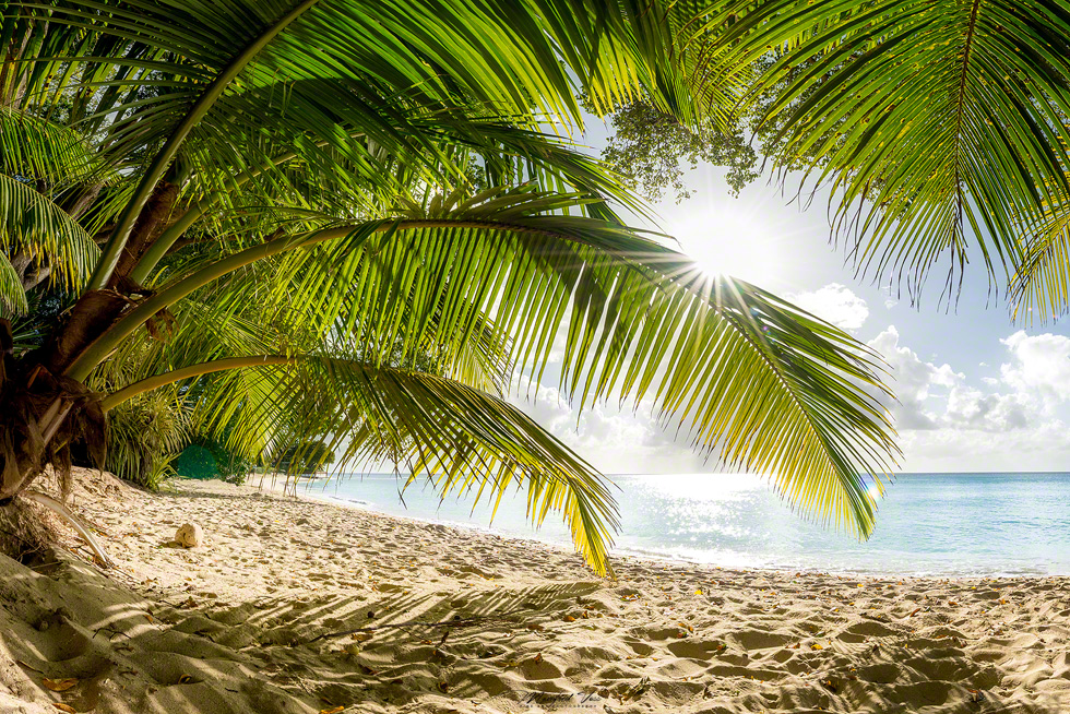 Barbados Strand mit KokusPalmen / Karibik / Caribbean Sea