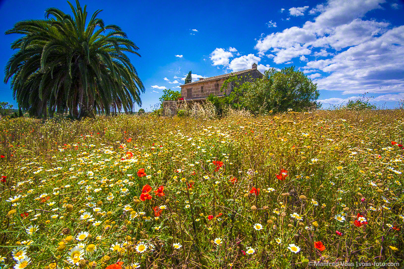 Summer Fields , Mallorca, Manfred Voss , Fine Art Photography