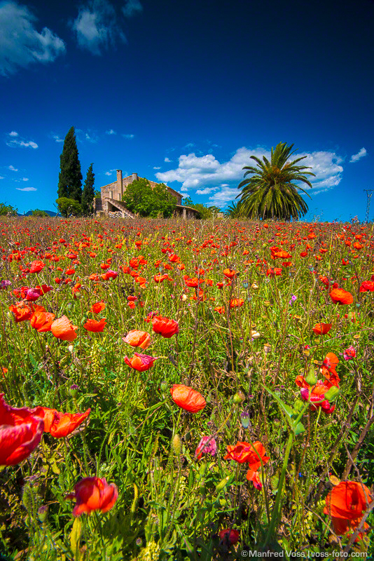 Summertime, Mallorca, Manfred Voss , Fine Art Photography