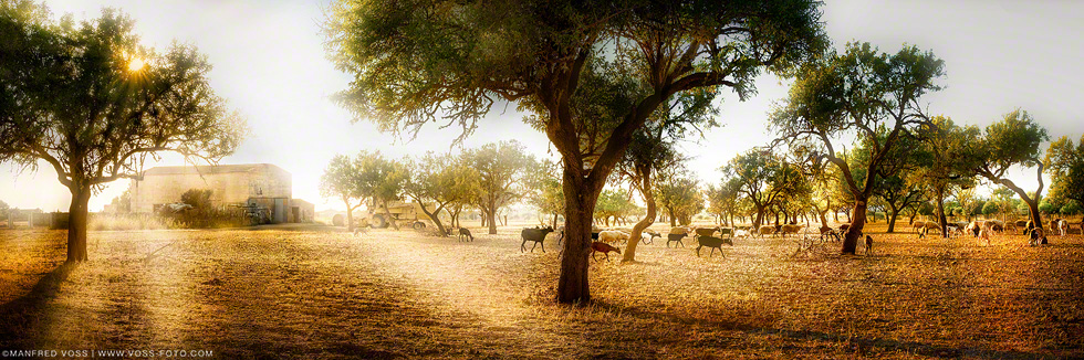 Evening Field , Mallorca, Manfred Voss , Fine Art Photography